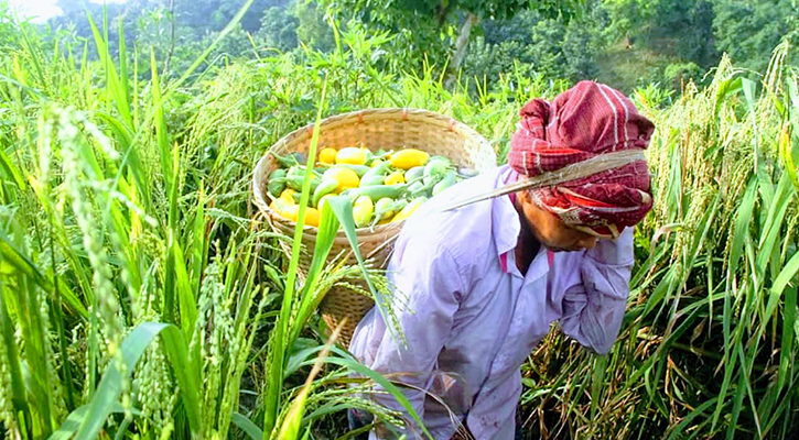 পাহাড়ে জুমের ফসল তোলার ধুম