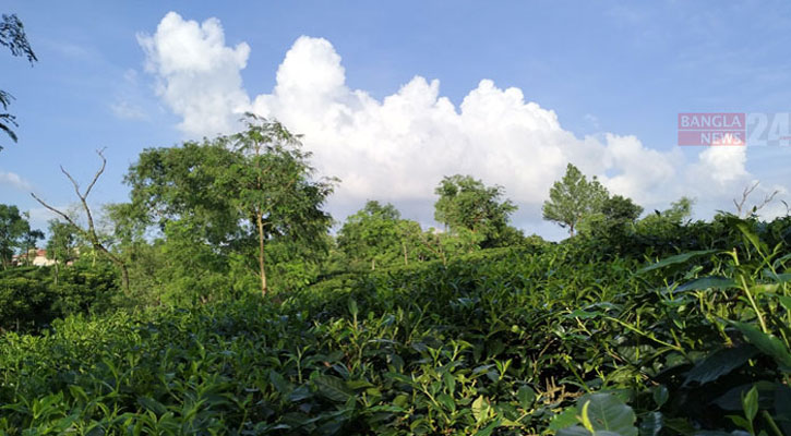 যে কোনো ছুটিতে বেড়াতে পারেন শ্রীমঙ্গল