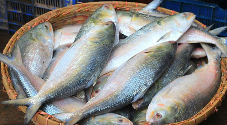 ইলিশের দাম ভোক্তার নাগালে আনতে ১৩ সুপারিশ