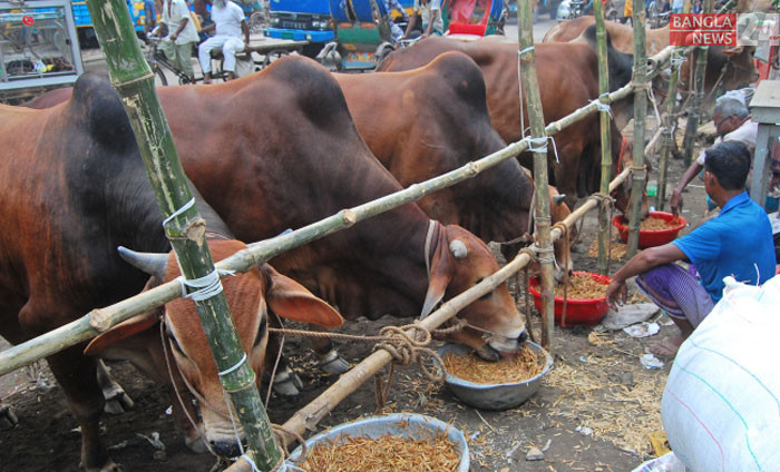 রাজধানীর ধোলাইখাল এলাকায় বসা পশুর হাটে গরুদের খাবার খাওয়াচ্ছেন বিক্রেতা। ছবি: ডিএইচ বাদল