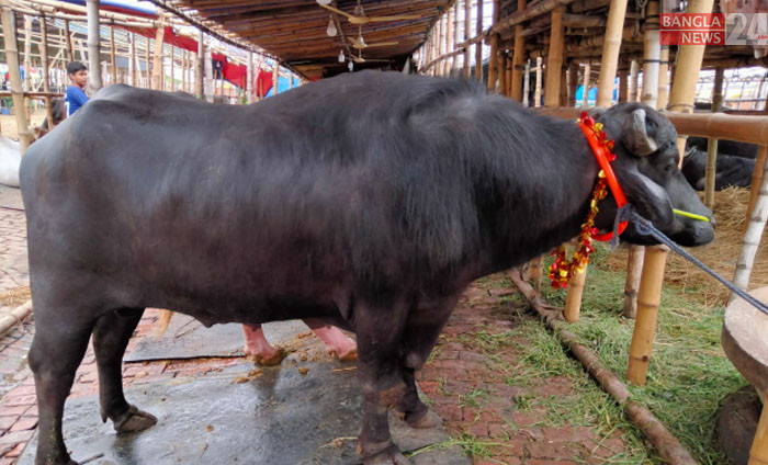 রাজধানীর ধোলাইখাল এলাকায় বসা পশুর হাটের অন্যতম আকর্ষণ এই মহিষটি। ছবি: ডিএইচ বাদল