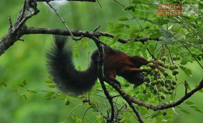 গাছের সুউচ্চ ডালে এভাবেই উল্টে গিয়ে খাদ্য সংগ্রহ করে লালপেট-কাঠবিড়ালী। ছবি: বিশ্বজিৎ ভট্টাচার্য বাপন