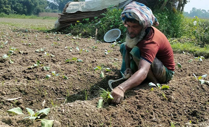 শীতকালীন সবজি আবাদে ব্যস্ত চাষি। মানিকগঞ্জ থেকে ছবিটি তুলেছেন সাজিদুর রহমান রাসেল