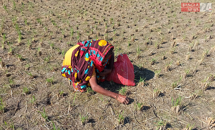 ধানের ক্ষেতে পড়ে থাকা ধান কুড়াচ্ছেন একজন দারিদ্র নারী। পঞ্চগড় সদরের কামাত কাজলদিঘী ইউনিয়ন থেকে ছবি তুলেছেন সোহাগ হায়দার।