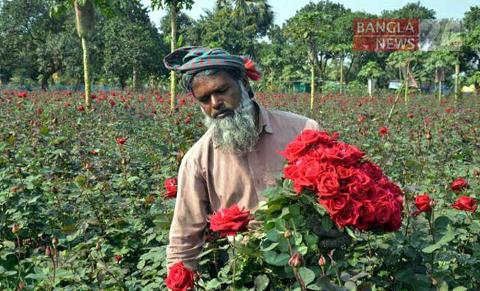 শীতকালে রূপ বাড়ে গোলাপফুলের/ছবি: বাংলানিউজ