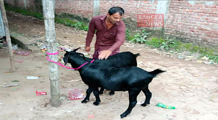 দেশীয় জাতের ছাগল